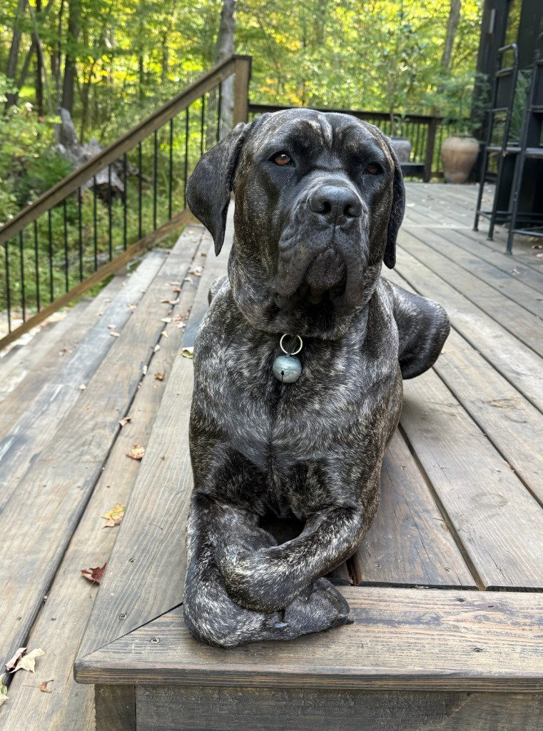Penny, dog — photo 1 of 4