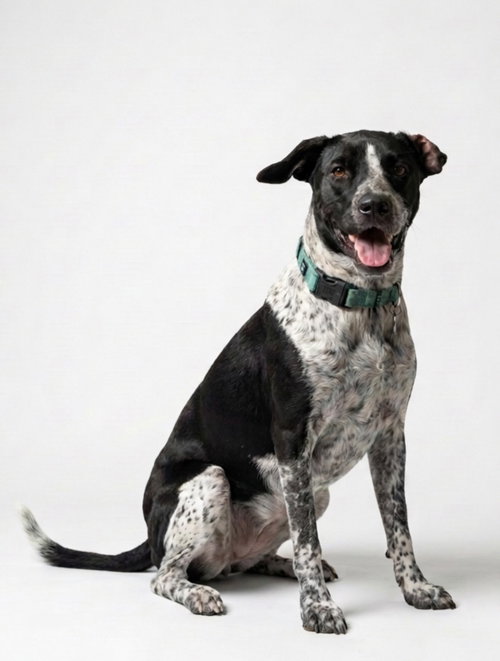 Dottie, a dog for adoption from Hudson Paws Dog Rescue