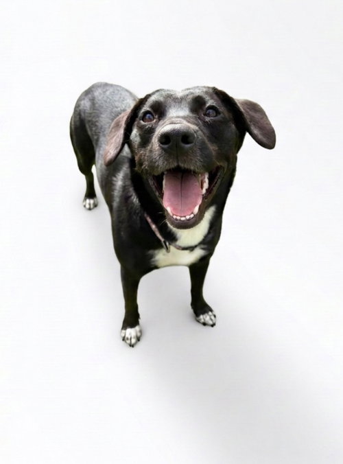 Lucy, a dog for adoption from Hudson Paws Dog Rescue