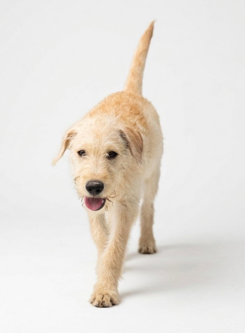 Truffle, a dog for adoption from Hudson Paws Dog Rescue