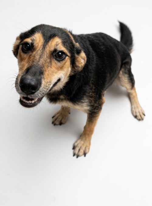 Addy, a dog for adoption from Hudson Paws Dog Rescue