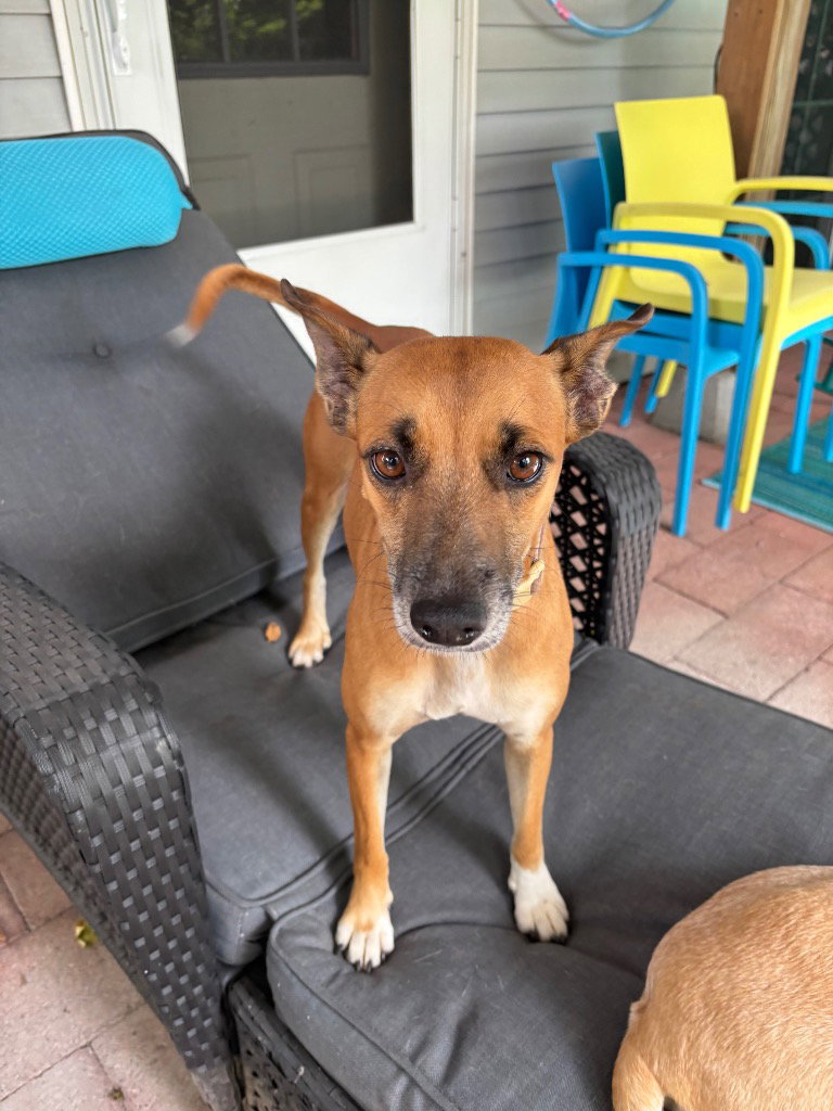 Sheba, dog — photo 1 of 1