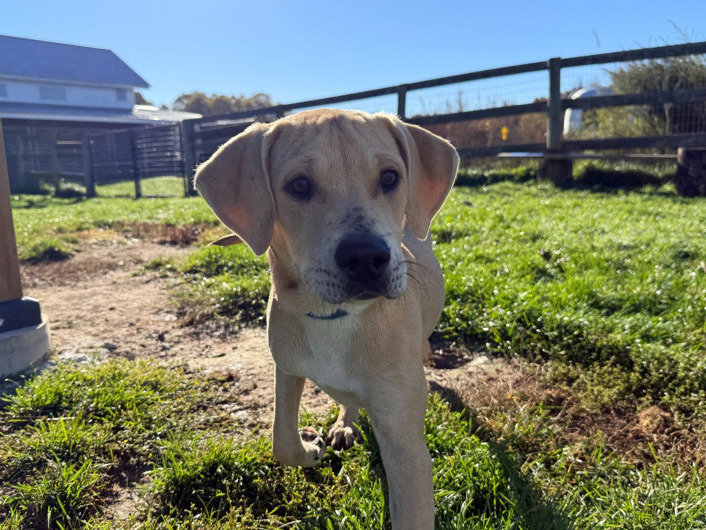 Huckleberry, photo 3