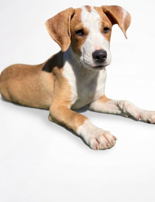 Dante, a dog for adoption from Hudson Paws Dog Rescue