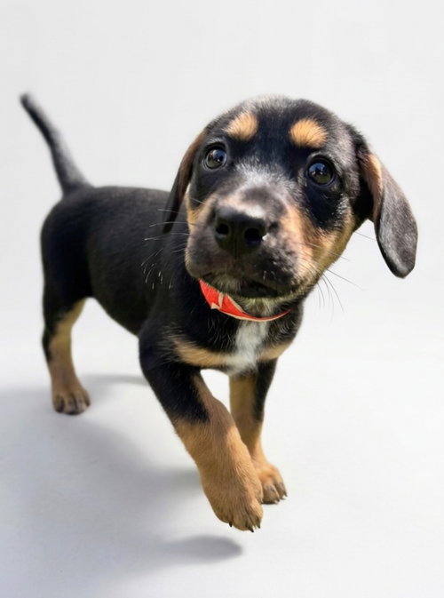 Tella, a dog for adoption from Hudson Paws Dog Rescue