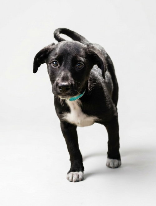 Brix, a dog for adoption from Hudson Paws Dog Rescue