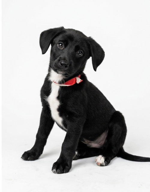 Finn, a dog for adoption from Hudson Paws Dog Rescue