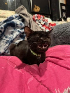 Bagheera