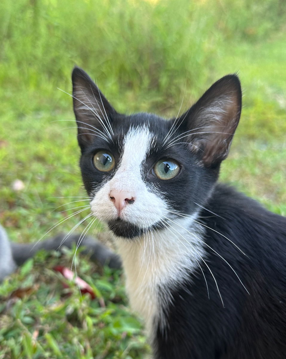 adoptable Cat in Crossville, TN named Lady