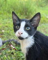 adoptable Cat in crossville, TN named Lady