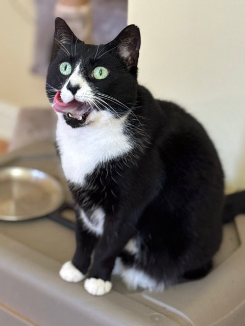 Peep, Adult Domestic Short Hair / Mixed (short coat), cat for adoption in Crossville, Tennessee