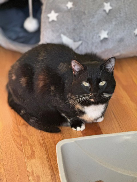 Ciren, Adult Domestic Short Hair / Mixed (short coat), cat for adoption in Crossville, Tennessee