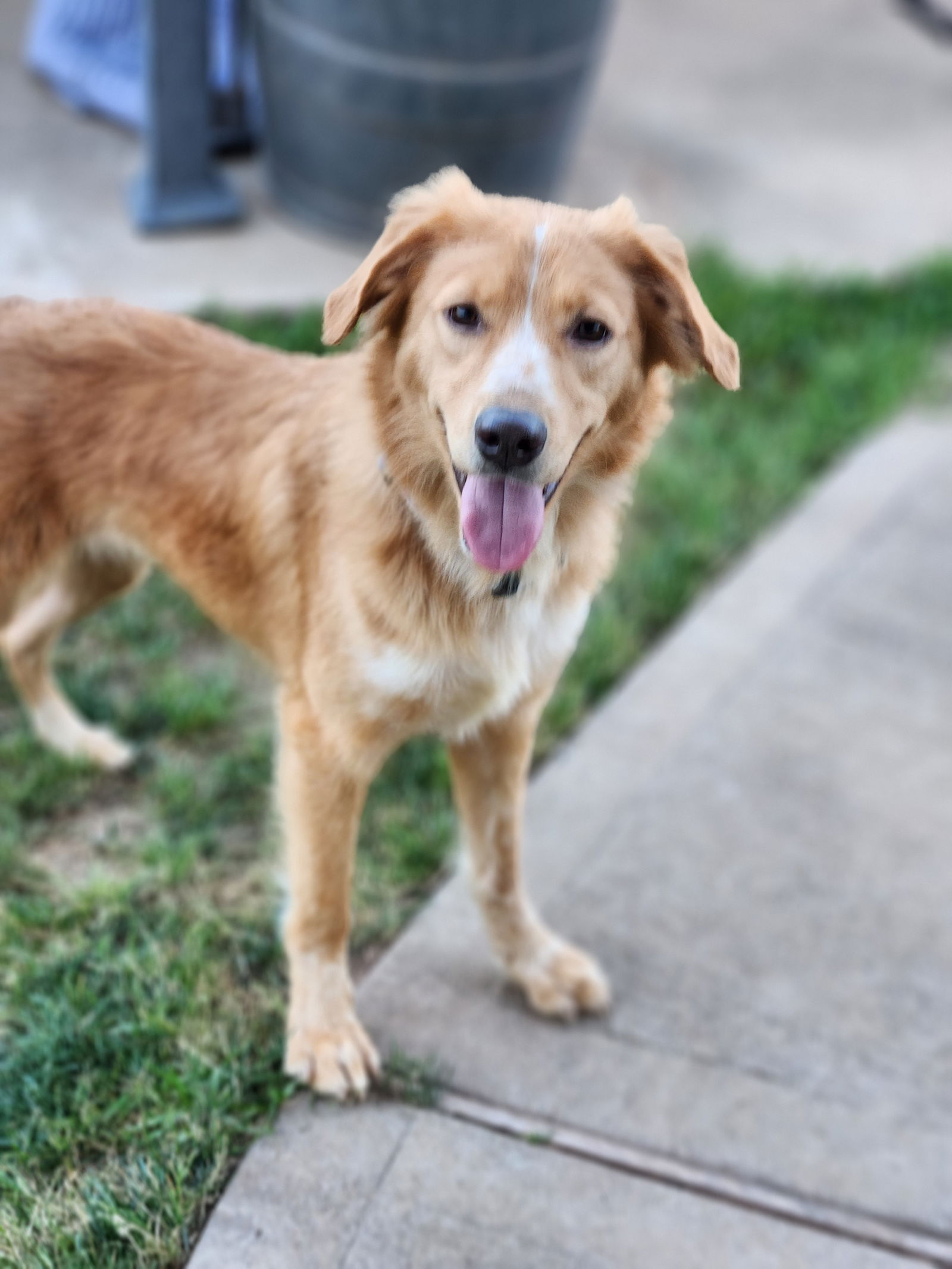 adoptable Dog in Rosenberg, TX named Brooklyn