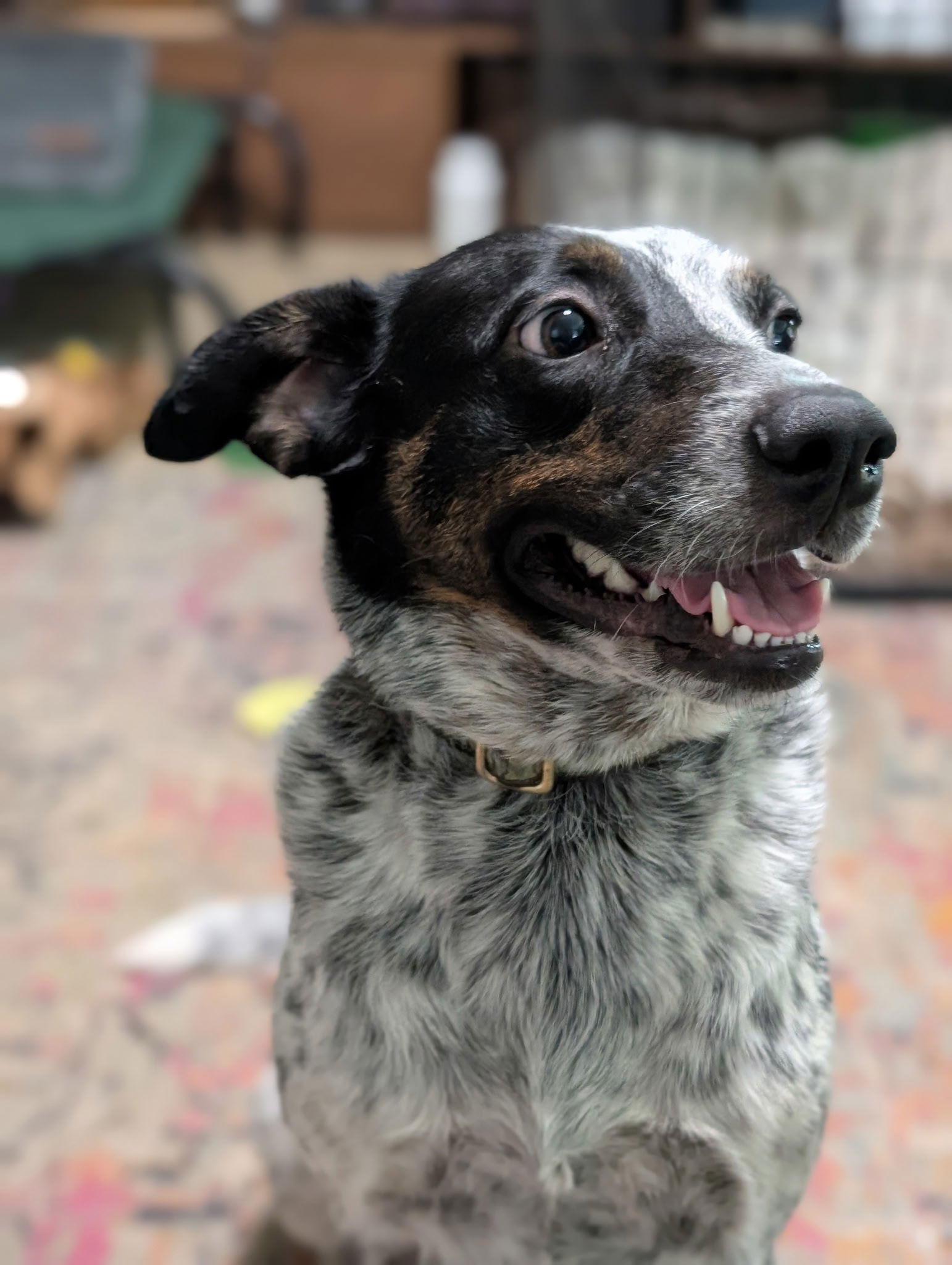 adoptable Dog in Rosenberg, TX named Grace