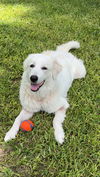 adoptable Dog in  named Daisy