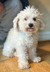 adoptable Dog in  named Pearl