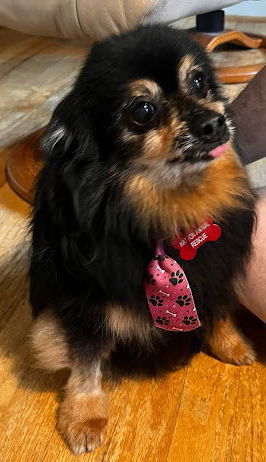 adoptable Dog in Glenelg, MD named Levi