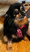 adoptable Dog in  named Levi