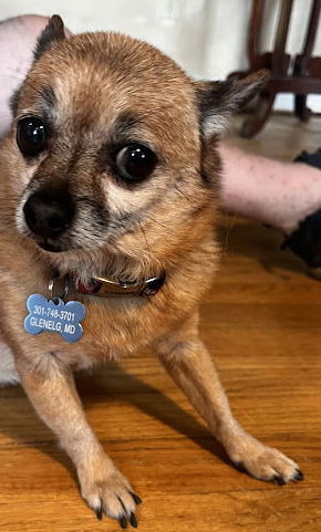 adoptable Dog in Glenelg, MD named Puffy