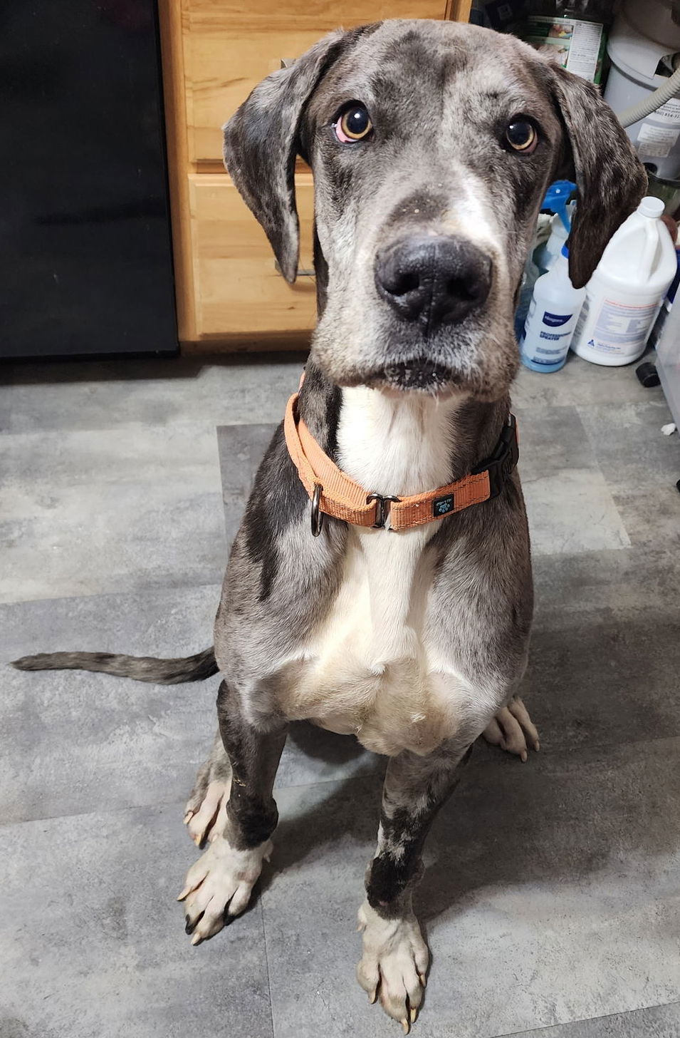 adoptable Dog in Glenelg, MD named Bump