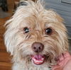 adoptable Dog in  named Finnian