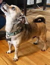 adoptable Dog in  named Dexter (aka Snaggletooth)