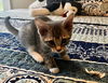 adoptable Cat in  named Maxim - adoption pending