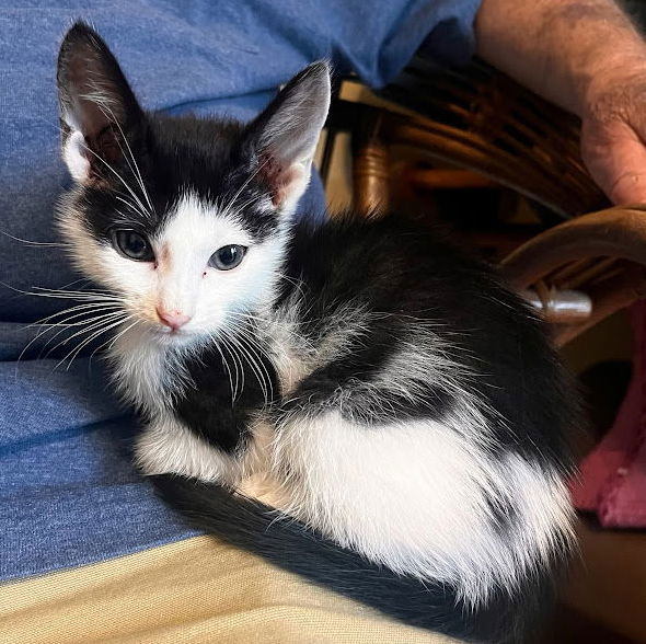 adoptable Cat in Glenelg, MD named Fred