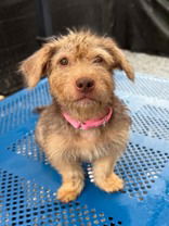 adoptable Dog in Glenelg, MD named Skylar