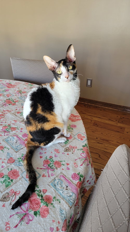 Mazie, Adult Cornish Rex (short coat), cat for adoption in Clifton, New Jersey