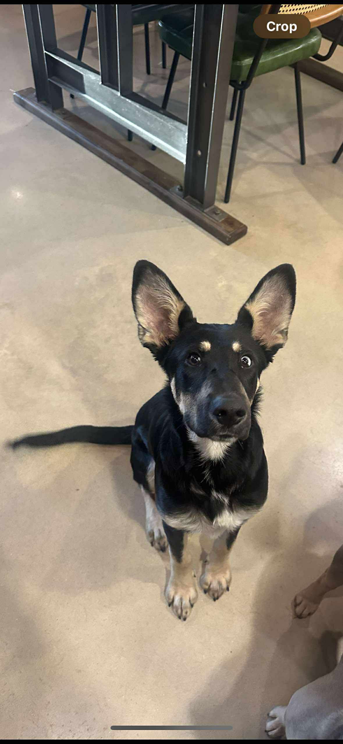 adoptable Dog in Tupelo, MS named Danny Loka