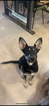 adoptable Dog in tupelo, MS named Danny Loka