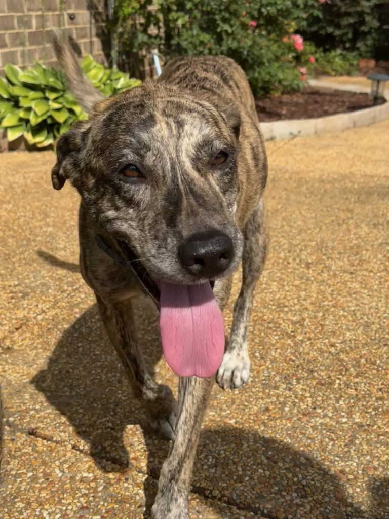 adoptable Dog in Tupelo, MS named Sweetie