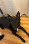 adoptable Dog in  named Rufus