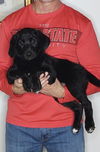 adoptable Dog in  named Maggie
