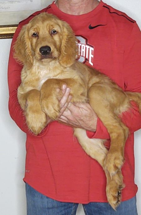 adoptable Dog in New Philadelphia, OH named Gracie