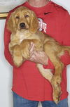 adoptable Dog in  named Gracie