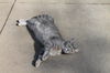 adoptable Cat in  named Destiny