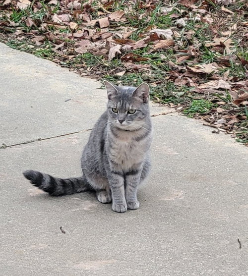 Destiny, Adult American Shorthair (short coat), cat for adoption in Auburn, Alabama