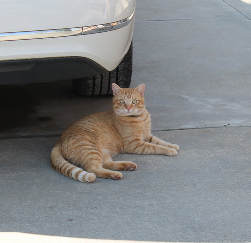 Dude, Adult American Shorthair (short coat), cat for adoption in Auburn, Alabama