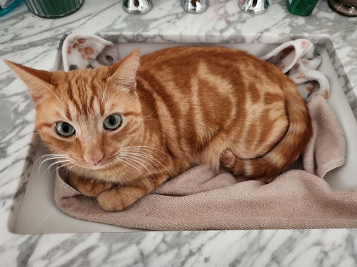 Bean, Adult American Shorthair (medium coat), cat for adoption in Auburn, Alabama