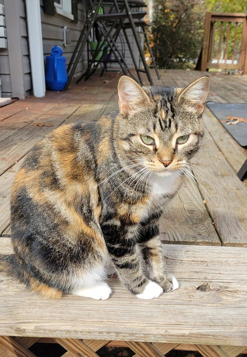 KitKat, Adult American Shorthair (short coat), cat for adoption in Auburn, Alabama