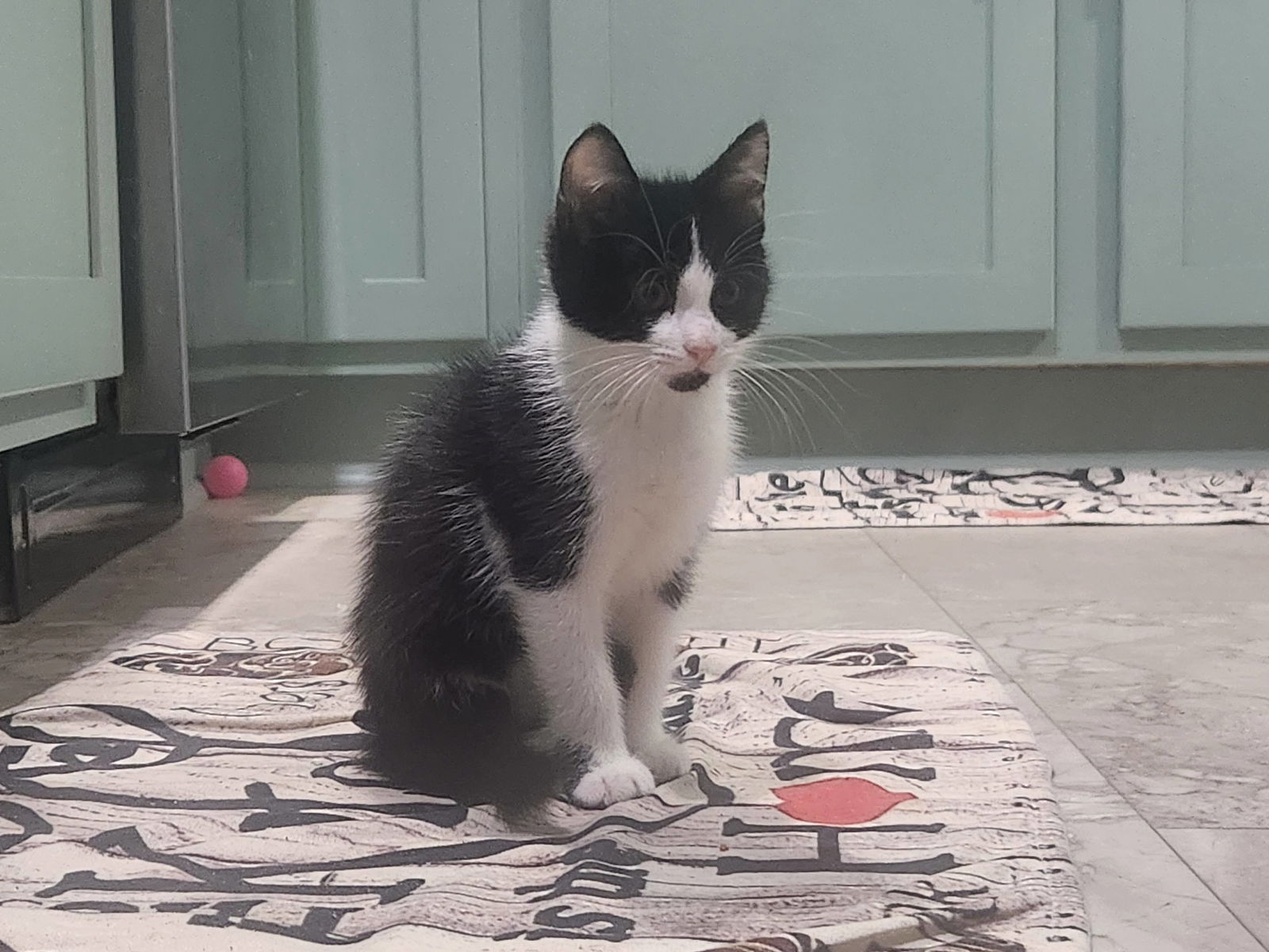 adoptable Cat in Roanoke, AL named Donald