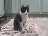 adoptable Cat in  named Donald