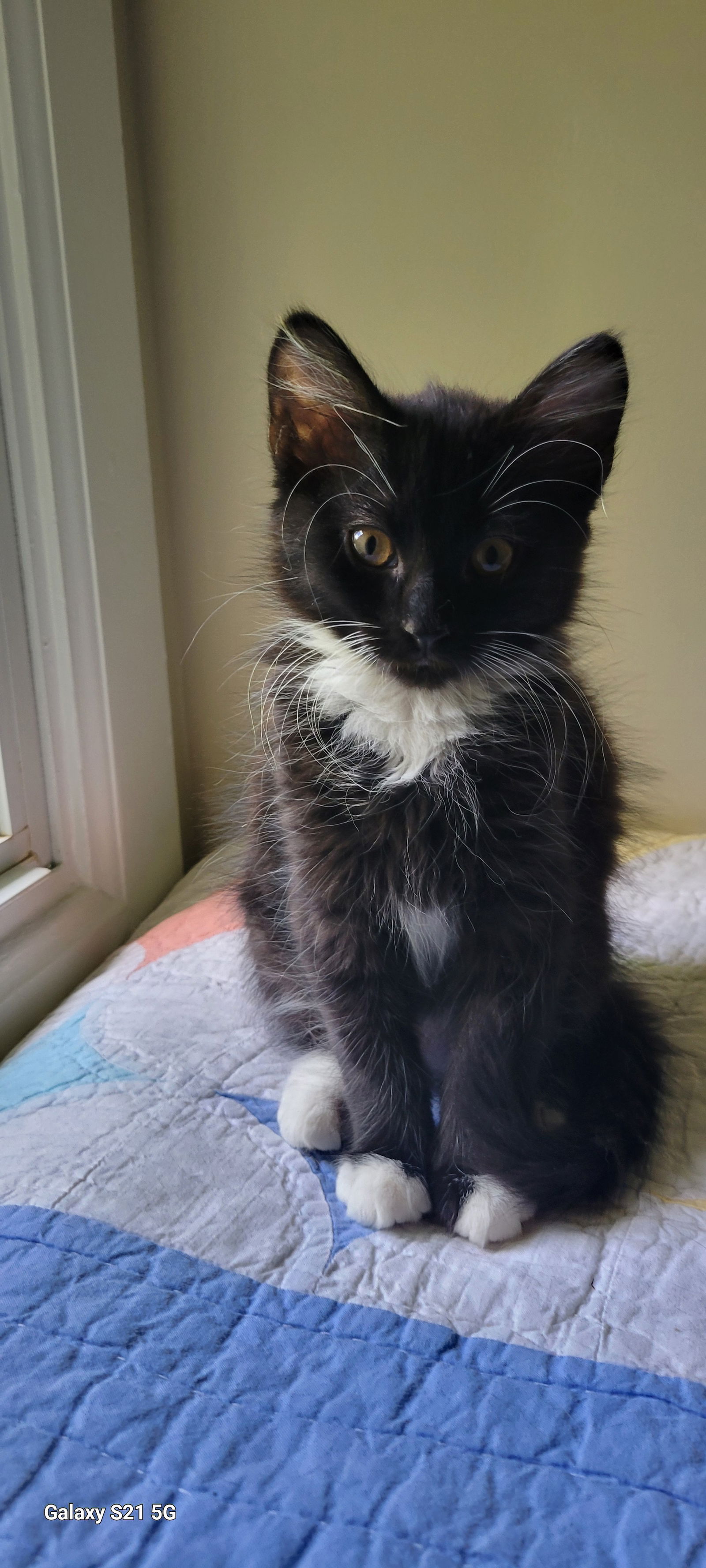 adoptable Cat in Roanoke, AL named Maybelle