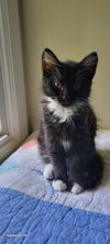 adoptable Cat in Roanoke, AL named Maybelle