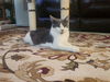 adoptable Cat in  named Stormy