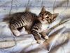adoptable Cat in  named Leo