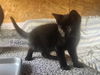 adoptable Cat in  named Smokey