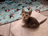 adoptable Cat in  named Sulu